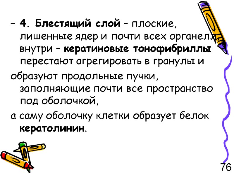 – 4. Блестящий слой – плоские, лишенные ядер и почти всех органелл, внутри –